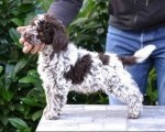 Lagotto Romagnolo štenci